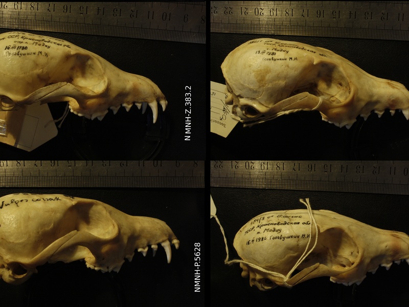 Crânes : vue latérale droite (15400 visites) Vulpes corsac turkmenica / spp. - 3 mâles / 1 indéterminé - Collection : Musée de Zoologie / Mus... Crânes : vue latérale droite