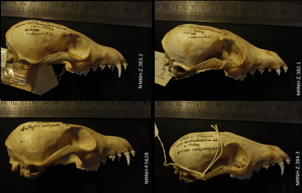 Crânes : vue latérale droite