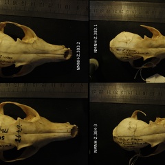 Crânes : vue frontale (14698 visites) Vulpes corsac turkmenica / spp. - 3 mâles / 1 indéterminé - Collection : Musée de Zoologie / Mus... Crânes : vue frontale