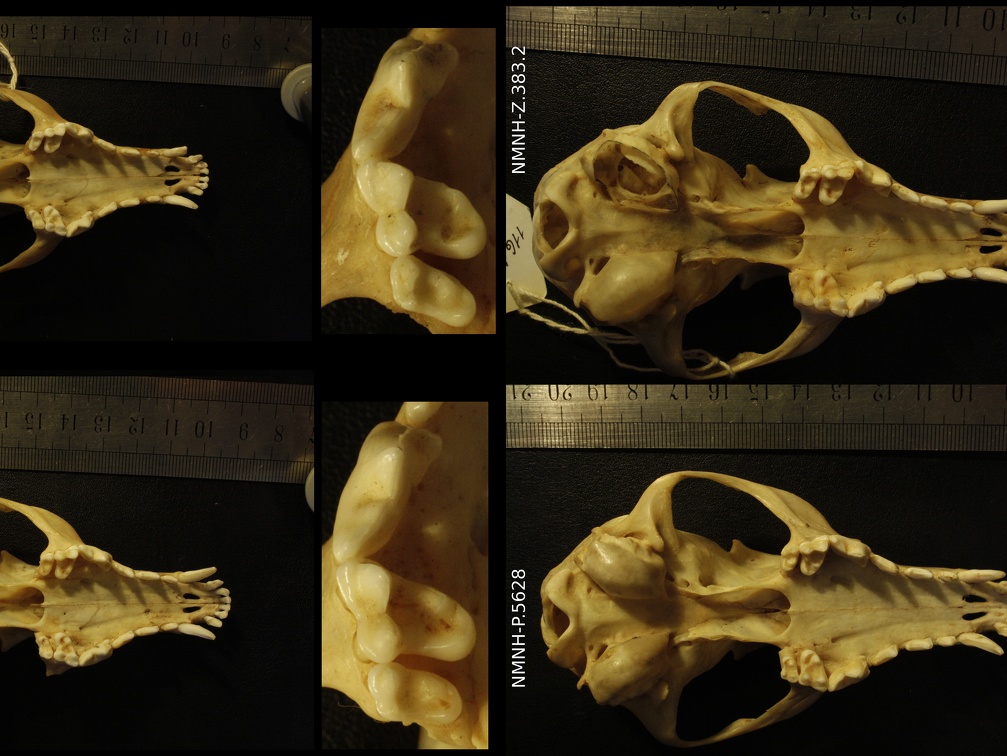 Cráneos: vista ventral (14743 visitas) Vulpes corsac turkmenica / spp. - 3 machos / 1 incógnita - Colección : Museo de Zoología / Museo ... Cráneos: vista ventral