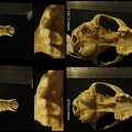 Crânes : vue ventrale (14778 visites) Vulpes corsac turkmenica / spp. - 3 mâles / 1 indéterminé - Collection : Musée de Zoologie / Mus... Crânes : vue ventrale
