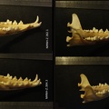 Mandibules : vue latérale droite (13889 visites) Vulpes corsac turkmenica / spp. - 3 mâles / 1 indéterminé - Collection : Musée de Zoologie / Mus... Mandibules : vue latérale droite