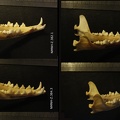 Mandibles : right side sight