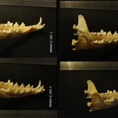 Mandibules : vue latérale droite (13891 visites) Vulpes corsac turkmenica / spp. - 3 mâles / 1 indéterminé - Collection : Musée de Zoologie / Mus... Mandibules : vue latérale droite