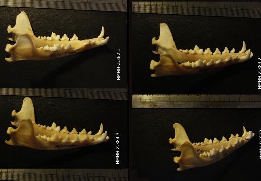 Mandibles : right side sight