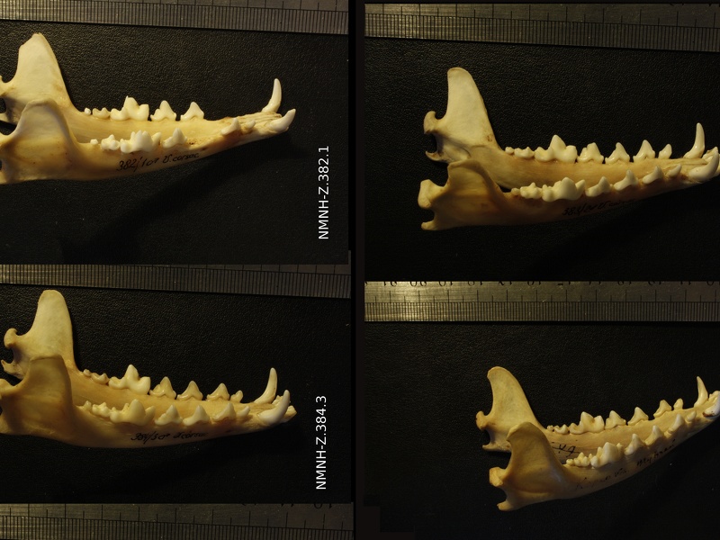 Mandibules : vue latérale droite (13900 visites) Vulpes corsac turkmenica / spp. - 3 mâles / 1 indéterminé - Collection : Musée de Zoologie / Mus... Mandibules : vue latérale droite