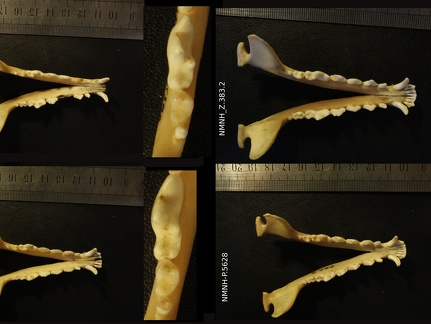 Mandibules : vue supérieure