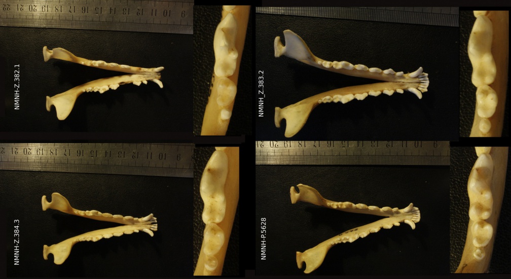Mandibules : vue supérieure