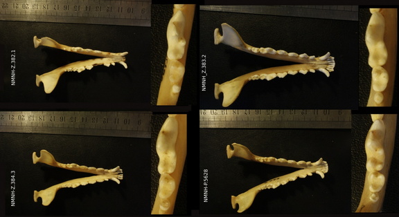 Mandibules : vue supérieure