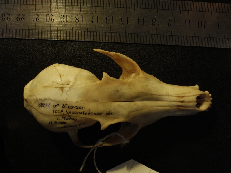 Crâne : vue frontale (17549 visites) Vulpes corsac turkmenica - MâleCollection : Musée de Zoologie, Muséum National d'Histoire Naturel... Crâne : vue frontale