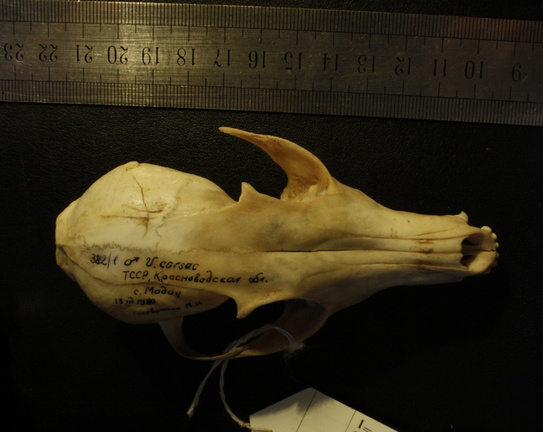 Skull: frontal sight