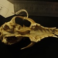 Crâne : vue ventrale (18382 visites) Vulpes corsac turkmenica - MâleCollection : Musée de Zoologie, Muséum National d'Histoire Naturel... Crâne : vue ventrale