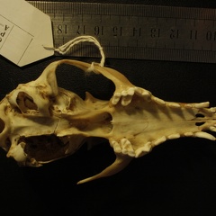 Crâne : vue ventrale (18228 visites) Vulpes corsac turkmenica - MâleCollection : Musée de Zoologie, Muséum National d'Histoire Naturel... Crâne : vue ventrale