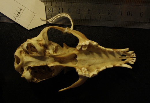 Skull: ventral sight