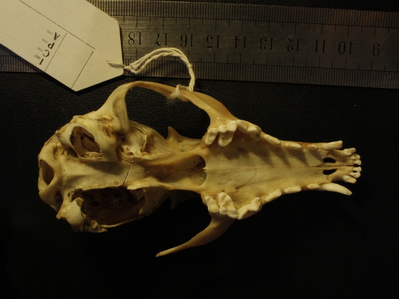 Crâne : vue ventrale (18058 visites) Vulpes corsac turkmenica - MâleCollection : Musée de Zoologie, Muséum National d'Histoire Naturel... Crâne : vue ventrale