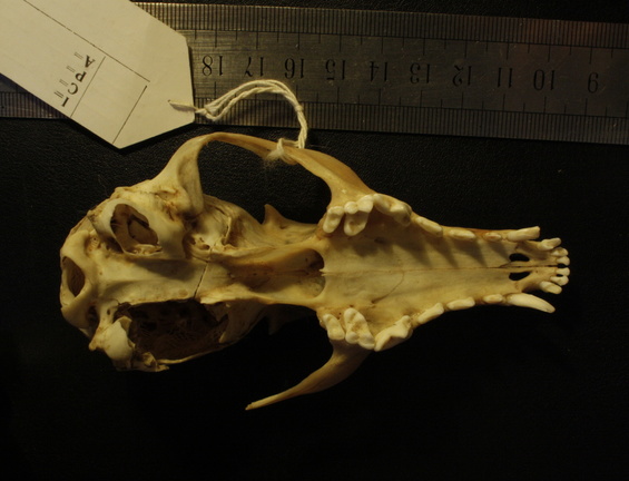 Skull: ventral sight