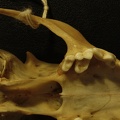 Crâne : vue ventrale (18094 visites) Vulpes corsac turkmenica - MâleCollection : Musée de Zoologie, Muséum National d'Histoire Naturel... Crâne : vue ventrale