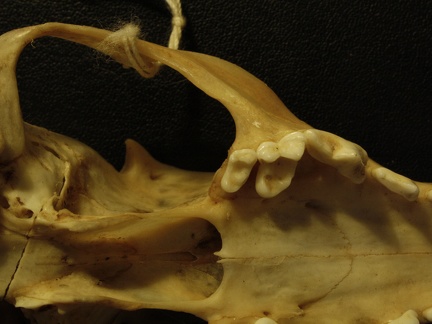 Crâne : vue ventrale (17864 visites) Vulpes corsac turkmenica - MâleCollection : Musée de Zoologie, Muséum National d'Histoire Naturel... Crâne : vue ventrale