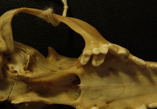 Skull: ventral sight