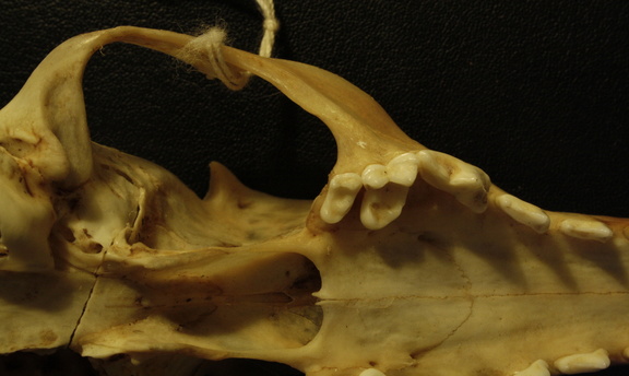 Skull: ventral sight