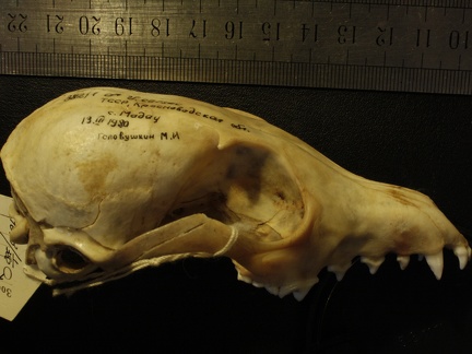 Crâne : vue latérale droite (17897 visites) Vulpes corsac turkmenica - MâleCollection : Musée de Zoologie, Muséum National d'Histoire Naturel... Crâne : vue latérale droite
