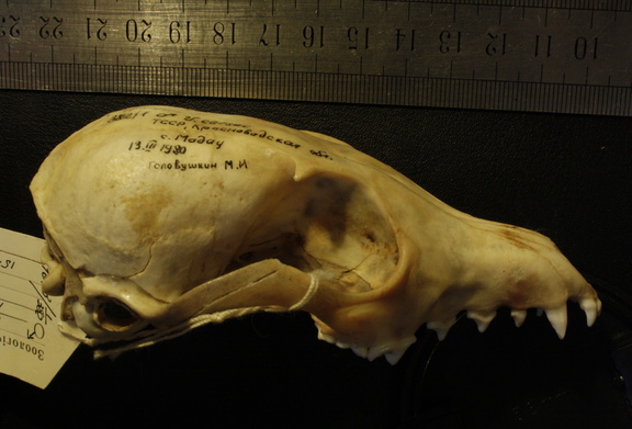 Skull: right side sight