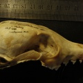 Crâne : vue latérale droite (36907 visites) Vulpes corsac turkmenica - MâleCollection : Musée de Zoologie, Muséum National d'Histoire Naturel... Crâne : vue latérale droite