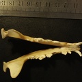 Mandibles: top view (19760 visits) Vulpes corsac turkmenica - MaleCollection: Zoology Museum, National Museum of Natural History, Kiev,... Mandibles: top view