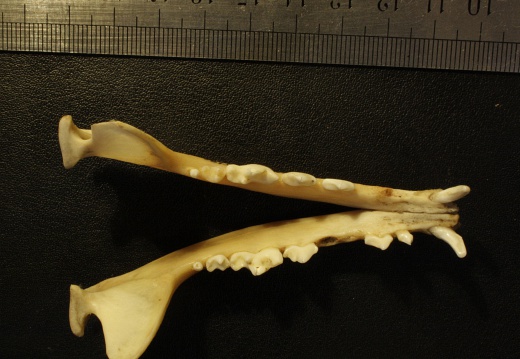 Mandibles: top view