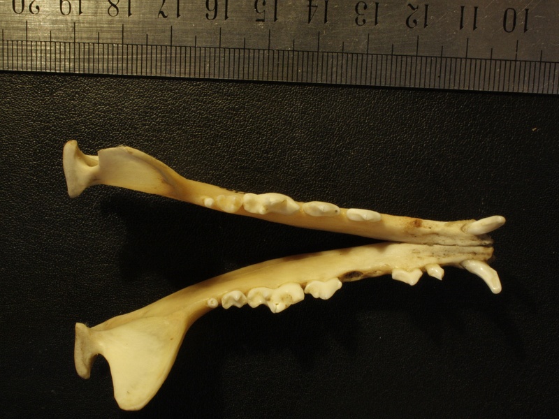 Mandibles: top view