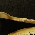 Mandibles: top view (20287 visits) Vulpes corsac turkmenica - MaleCollection: Zoology Museum, National Museum of Natural History, Kiev,... Mandibles: top view