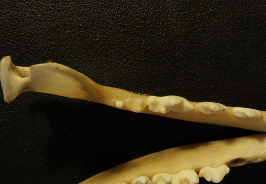 Mandibles: top view (20108 visits) Vulpes corsac turkmenica - MaleCollection: Zoology Museum, National Museum of Natural History, Kiev,... Mandibles: top view