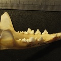 Mandibles : right side sight