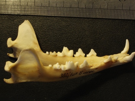 Mandibules : vue latérale droite (20166 visites) Vulpes corsac turkmenica - MâleCollection : Musée de Zoologie, Muséum National d'Histoire Naturel... Mandibules : vue latérale droite