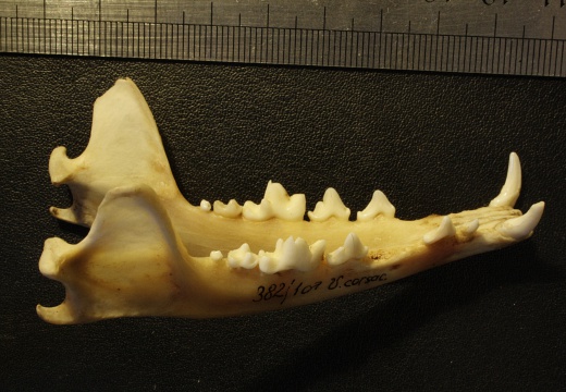 Mandibles : right side sight