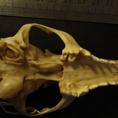 Crâne : vue ventrale (18082 visites) Vulpes corsac turkmenica - MâleCollection : Musée de Zoologie, Muséum National d'Histoire Naturel... Crâne : vue ventrale