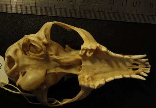 Crâne : vue ventrale (18032 visites) Vulpes corsac turkmenica - MâleCollection : Musée de Zoologie, Muséum National d'Histoire Naturel... Crâne : vue ventrale