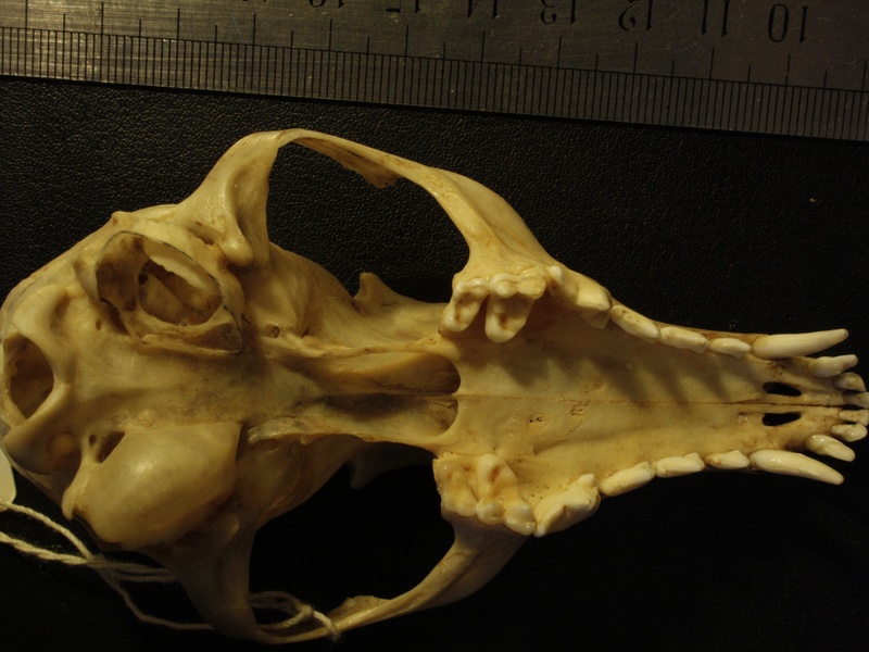 Crâne : vue ventrale (18071 visites) Vulpes corsac turkmenica - MâleCollection : Musée de Zoologie, Muséum National d'Histoire Naturel... Crâne : vue ventrale
