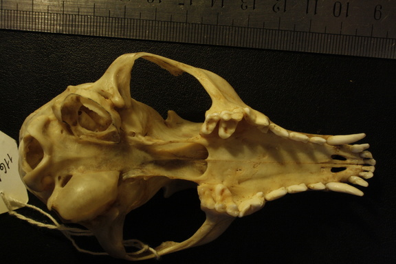 Crâne : vue ventrale