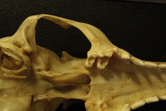 Crâne : vue ventrale