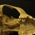Skull: ventral sight (18072 visits) Vulpes corsac turkmenica - MaleCollection: Zoology Museum, National Museum of Natural History, Kiev,... Skull: ventral sight