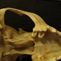 Skull: ventral sight