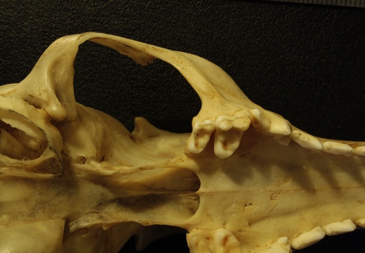 Crâne : vue ventrale (17970 visites) Vulpes corsac turkmenica - MâleCollection : Musée de Zoologie, Muséum National d'Histoire Naturel... Crâne : vue ventrale