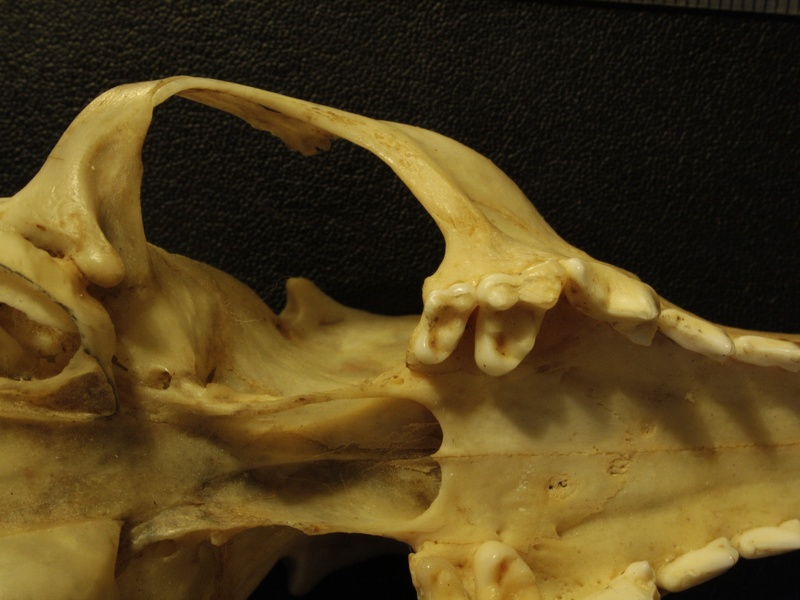 Crâne : vue ventrale (18035 visites) Vulpes corsac turkmenica - MâleCollection : Musée de Zoologie, Muséum National d'Histoire Naturel... Crâne : vue ventrale
