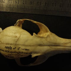 Crâne : vue frontale (18245 visites) Vulpes corsac turkmenica - MâleCollection : Musée de Zoologie, Muséum National d'Histoire Naturel... Crâne : vue frontale