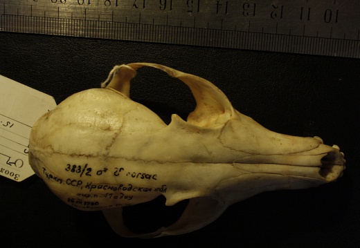 Crâne : vue frontale (18188 visites) Vulpes corsac turkmenica - MâleCollection : Musée de Zoologie, Muséum National d'Histoire Naturel... Crâne : vue frontale