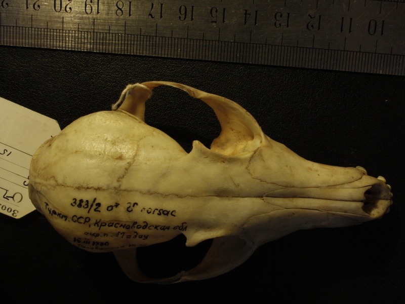 Crâne : vue frontale (18231 visites) Vulpes corsac turkmenica - MâleCollection : Musée de Zoologie, Muséum National d'Histoire Naturel... Crâne : vue frontale
