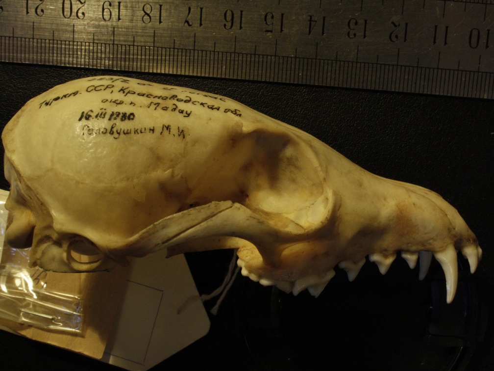 Crâne : vue latérale droite (17586 visites) Vulpes corsac turkmenica - MâleCollection : Musée de Zoologie, Muséum National d'Histoire Naturel... Crâne : vue latérale droite