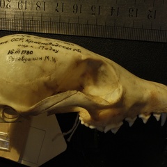 Crâne : vue latérale droite (17588 visites) Vulpes corsac turkmenica - MâleCollection : Musée de Zoologie, Muséum National d'Histoire Naturel... Crâne : vue latérale droite