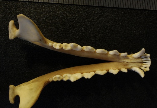 Mandibles: top view